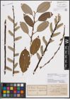 Foto von Salix caprea L. x Salix daphnoides Vill.